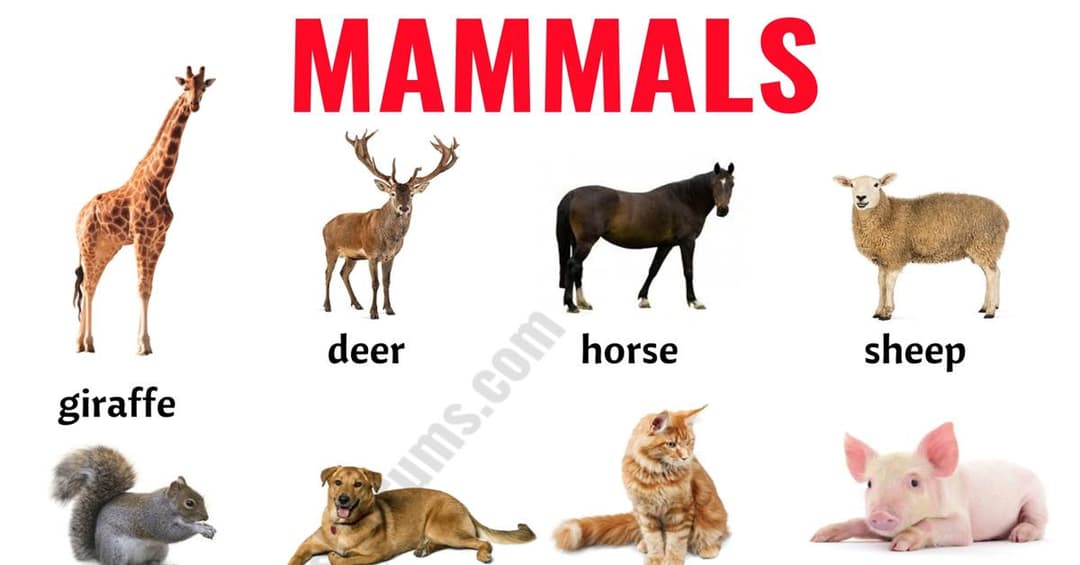 Mammals: List of 152 Mammals in English with ESL Picture!