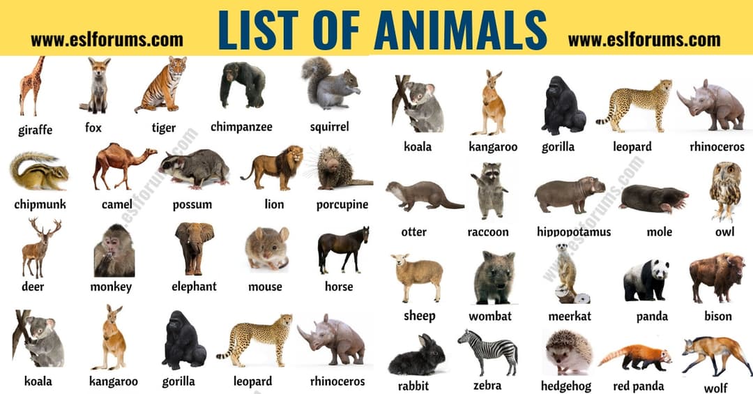 List of Animals: A Big Lesson of Animal Names with the Pictures!