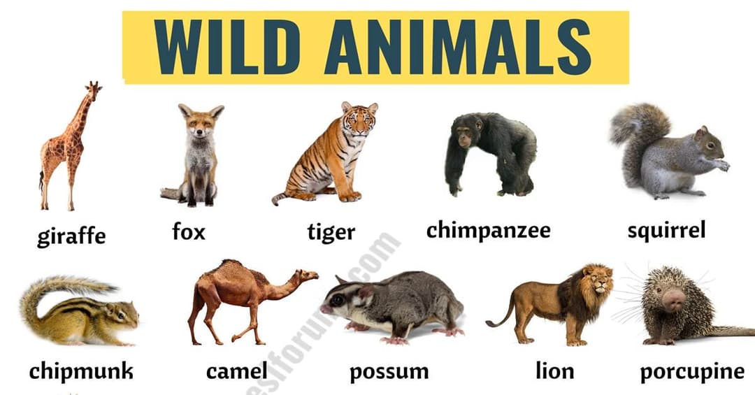 Wild Animals: List of 140+ Wild Animals Names in English