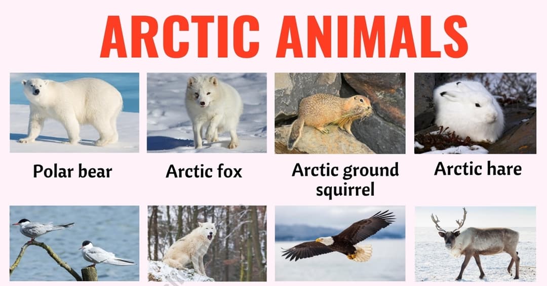 66 Arctic Animals: Names of Animals that Live in the Arctic with ESL Picture!