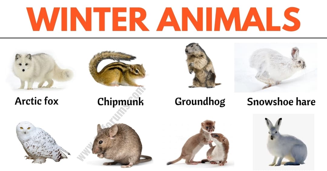 51 Winter Animals: List of Interesting Winter Animals in English